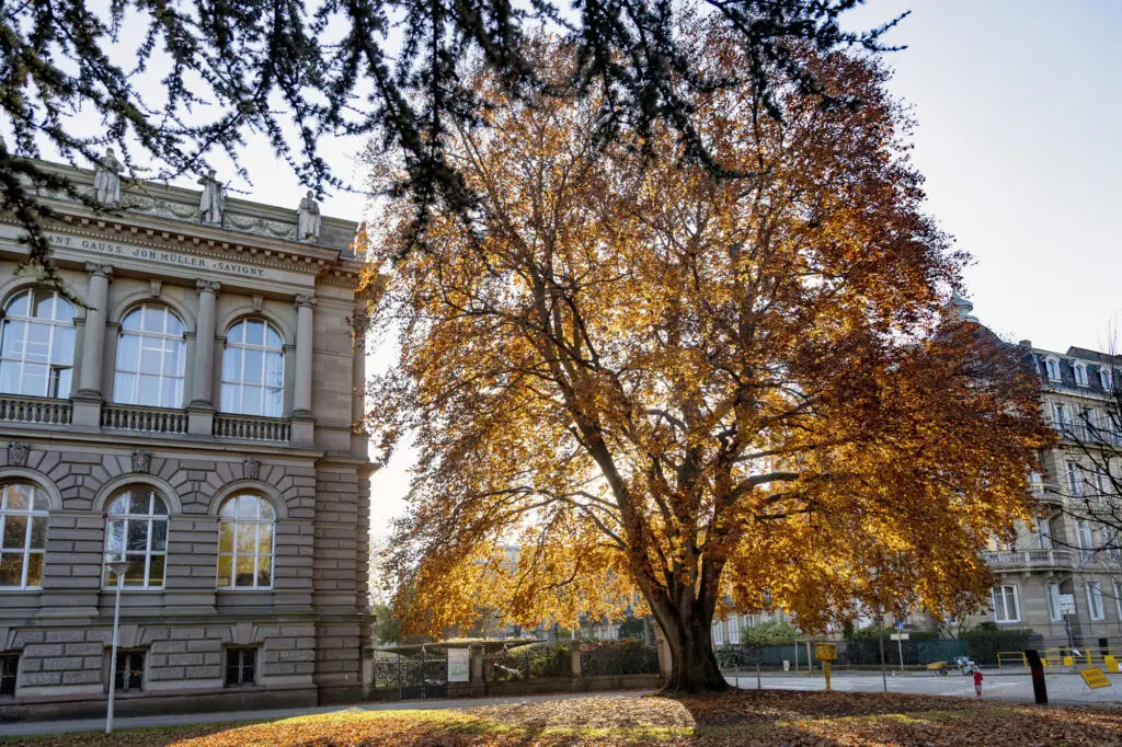 Un grand arbre aux feuilles d'automne dorées se dresse à côté d'un bâtiment historique en pierre ; la lumière du soleil filtre à travers les branches, projetant sur le sol des ombres qui s'étirent comme des jambes immobiles à la surface de la terre.