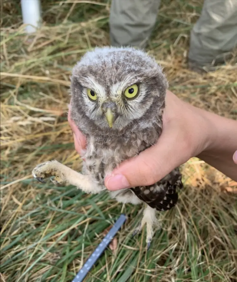 Une personne tient dans ses mains une jeune chouette chevêche au plumage duveteux, posée sur l'herbe. La chouette regarde vers l'avant, une patte levée, et sa présence ajoute du charme à cet environnement naturel.