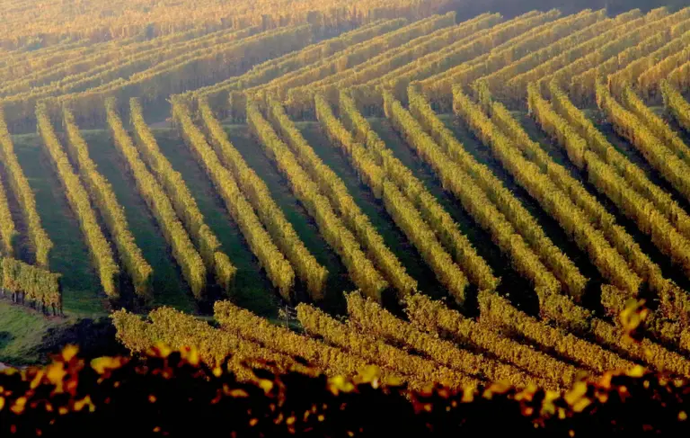 Les rangées de vignes d'un vignoble s'étendent sur un versant en pente douce, baignées par la lumière dorée du soleil — un véritable reflet de ce terroir viticole unique.