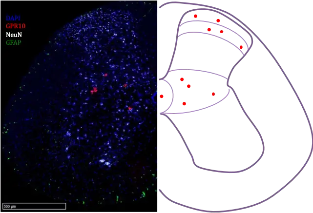L'image fluorescente du tissu cérébral à gauche montre le DAPI (bleu), le GPR10 (rouge, un récepteur potentiellement impliqué dans le traitement de la douleur), le NeuN (blanc) et le GFAP (vert) ; le panneau de droite est un schéma indiquant les emplacements à l'aide de points rouges. Barre d'échelle : 500 μm.