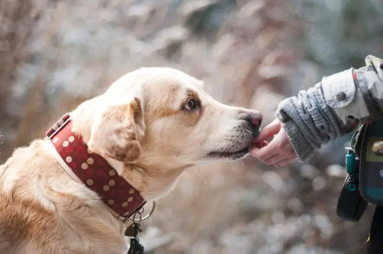 Un chien jaune portant un collier à pois rouges, qui fait partie du projet Covidog, renifle ou lèche doucement la main gantée d'une personne à l'extérieur, illustrant ainsi les nouvelles mesures de sécurité mises en place dans le cadre de la pandémie de Covid-19.