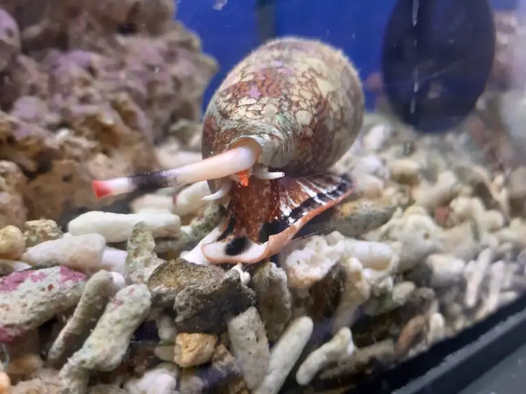Un escargot-cône à coquille rayée déploie son siphon et sa trompe sur les rochers et les fragments de corail d'un aquarium, mettant ainsi en évidence les adaptations uniques dont il se sert pour lutter contre la douleur provoquée par ses rencontres avec des proies ou des prédateurs.
