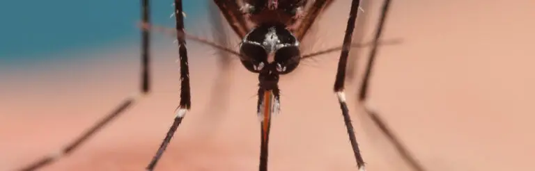 Gros plan sur un moustique tigre, une espèce agressive de moustique, dont la trompe est enfoncée dans la peau humaine, montrant les détails fins de ses pattes et de sa tête.